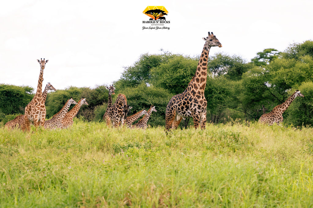 3 Day Tanzania Safari Tarangire & Ngorongoro Crater