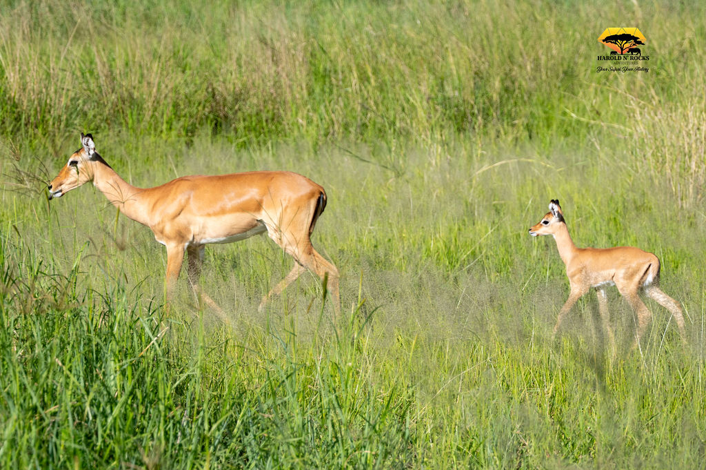 6 Day Tanzania Safari Tarangire, Ngorongoro Crater, Serengeti  & Lake Manyara