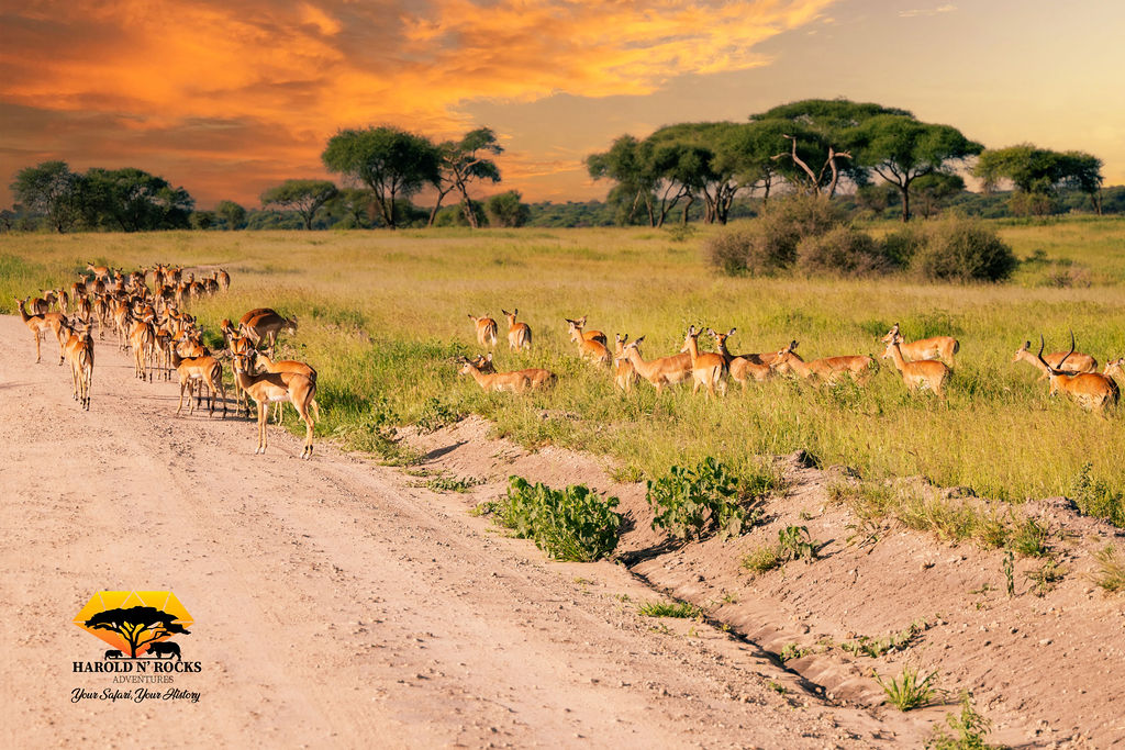 4 Day Tanzania Safari Tarangire, Ngorongoro crater & materuni waterfall