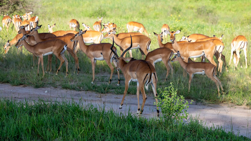 4 Day Tanzania Safari  Tarangire, Ngorongoro Crater & Lake Manyara