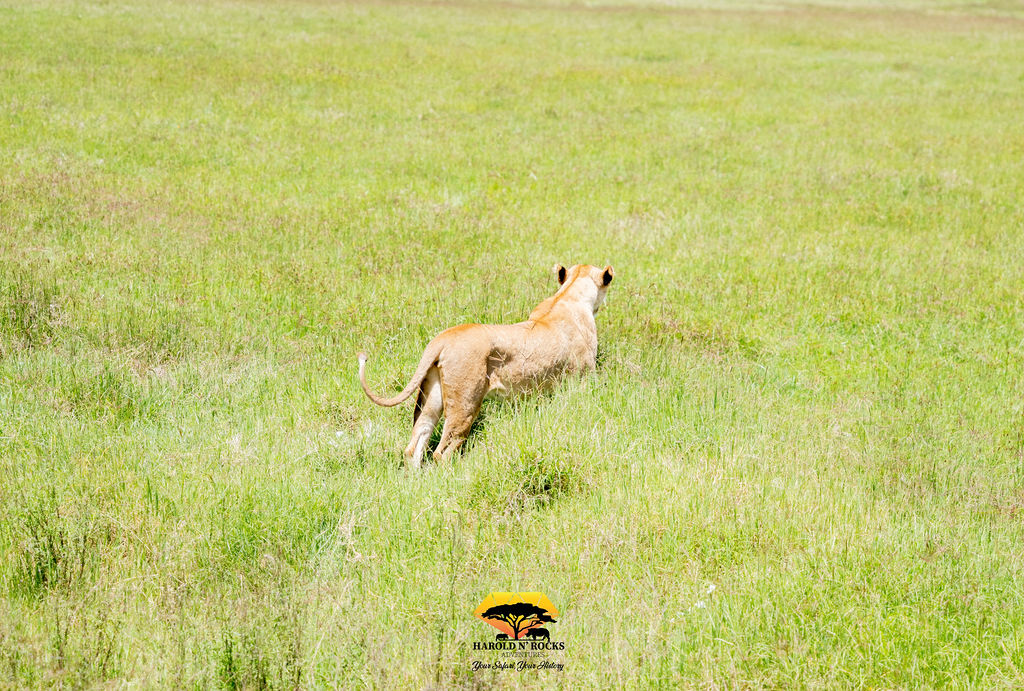 5 Day Tanzania Camping Safari Tarangire, Serengeti & Ngorongoro Crater