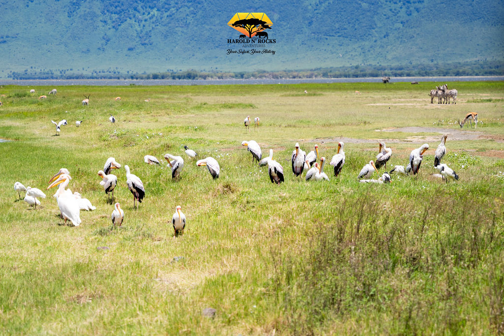 6 Day Tanzania Camping Safari Lake Manyara, Serengeti & Ngorongoro Crater