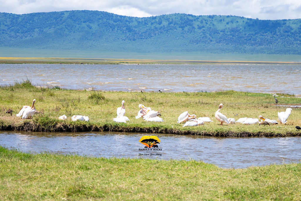9 Days Wildlife Safari & Zanzibar Beach Holiday (Bush to Beach)