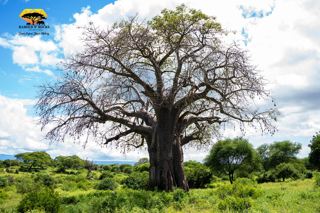 7 Day Tanzania Safari Tarangire, Serengeti & Ngorongoro,Crater & Cultural Visit