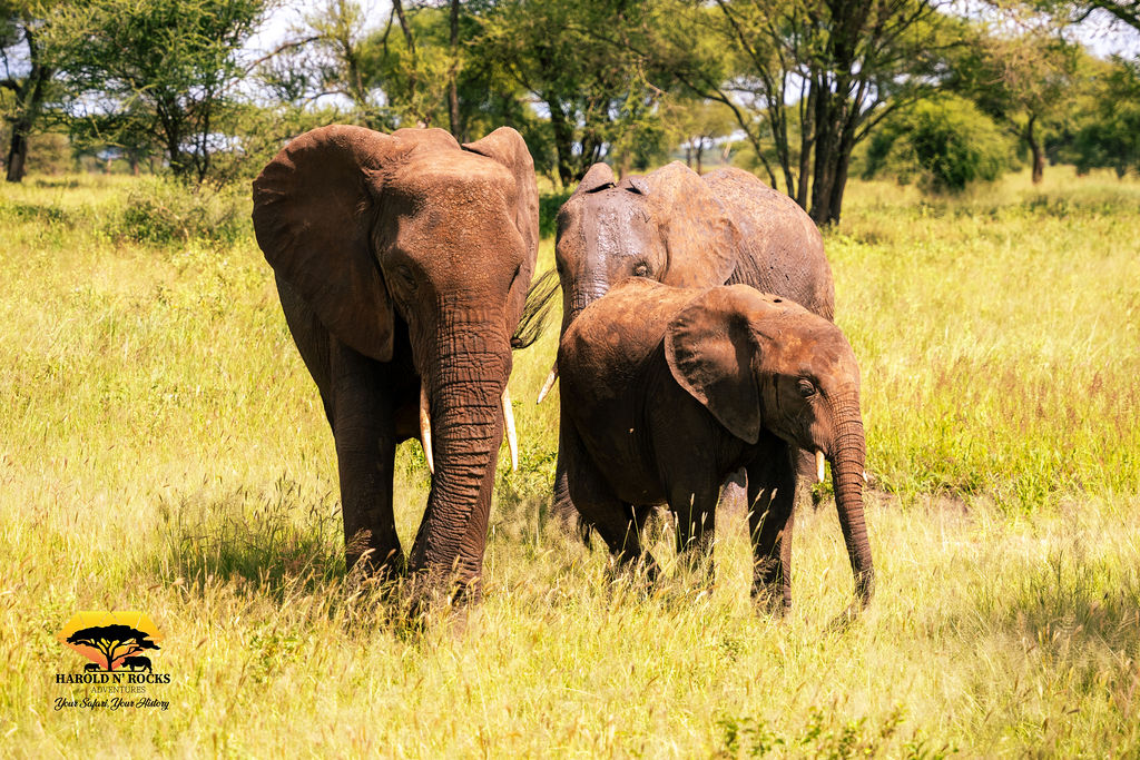 8 Day Tanzania Safari Tarangire, Serengeti,Ngorongoro,Ngorongoro Crater, Lake Manyara & Materuni waterfall